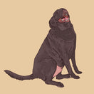 Custom Pet Portrait