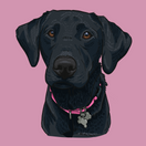 Custom Pet Portrait