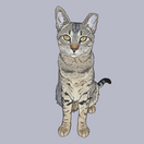 Custom Pet Portrait